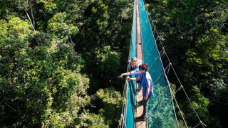 How To Dodge A Bullet Ant 12 Stories Up — In The Rainforest Canopy